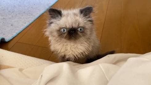 子猫 眠そう 麦ちゃん