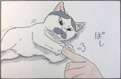 猫 漫画 拾い猫のモチャ 窓ごしの愛情 ツンデレ