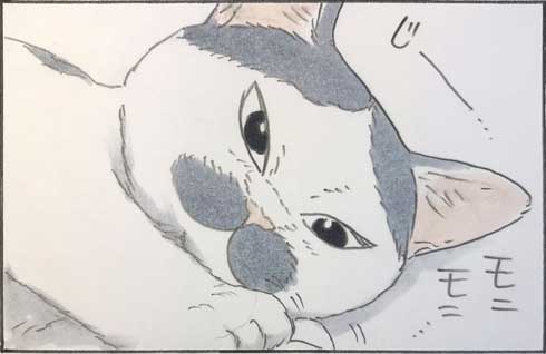 猫 漫画 拾い猫のモチャ 窓ごしの愛情 ツンデレ