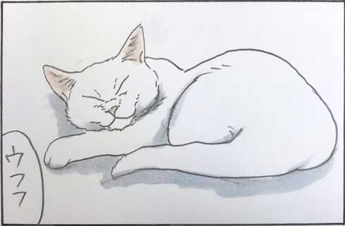 猫 漫画 拾い猫のモチャ 窓ごしの愛情 ツンデレ