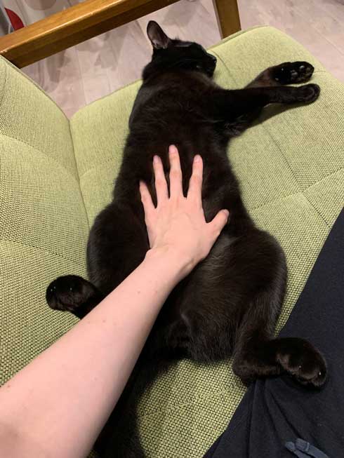 手形 黒猫 お腹 寝姿
