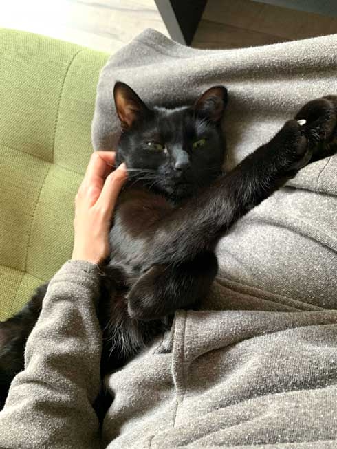 手形 黒猫 お腹 寝姿