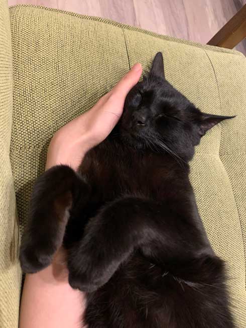 手形 黒猫 お腹 寝姿