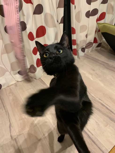 手形 黒猫 お腹 寝姿