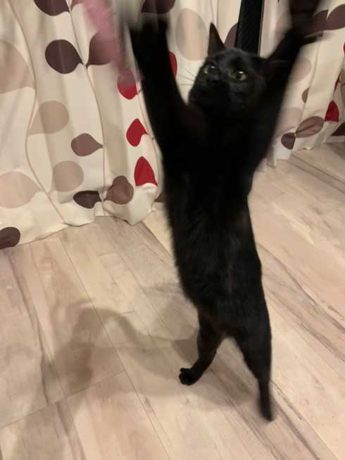 手形 黒猫 お腹 寝姿