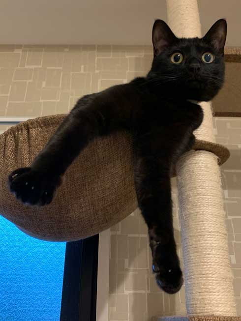 手形 黒猫 お腹 寝姿