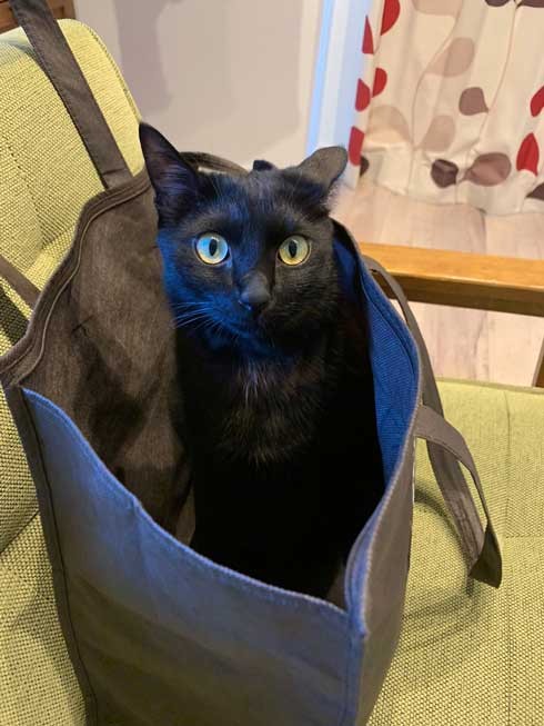 手形 黒猫 お腹 寝姿