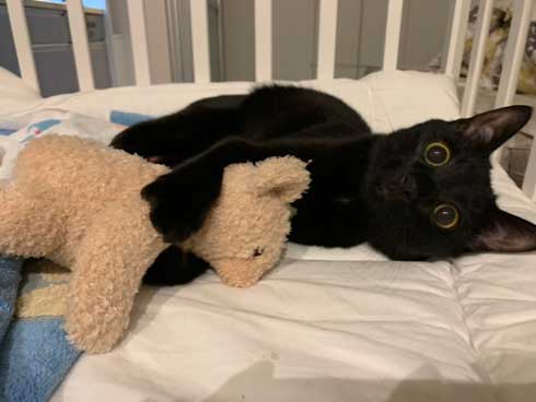 手形 黒猫 お腹 寝姿