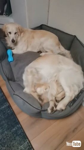 「Goofy Doggy Takes Tail Tussle to Bed || ViralHog」