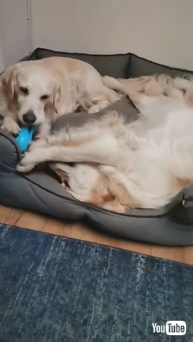 「Goofy Doggy Takes Tail Tussle to Bed || ViralHog」