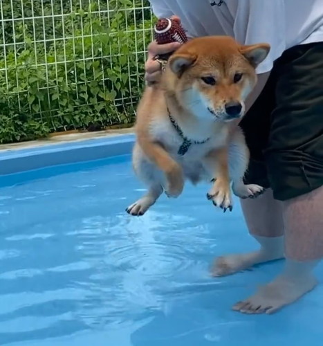 足が着いて安心するきなこちゃん