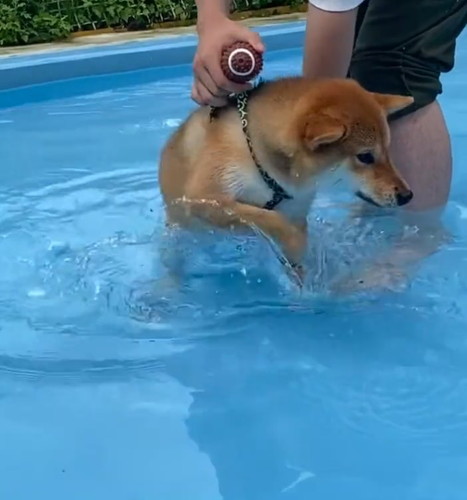 足が着いて安心するきなこちゃん