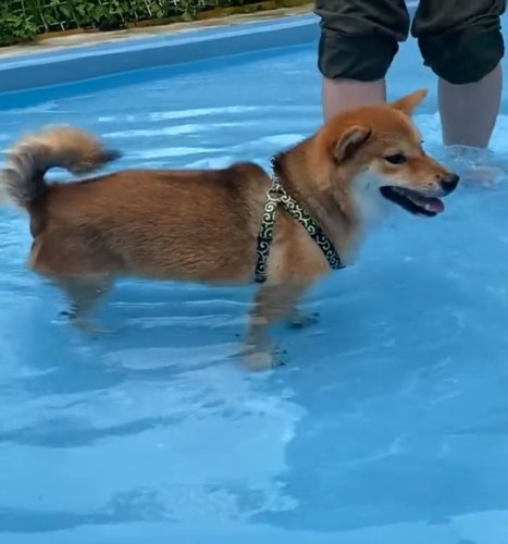 足が着いて安心するきなこちゃん