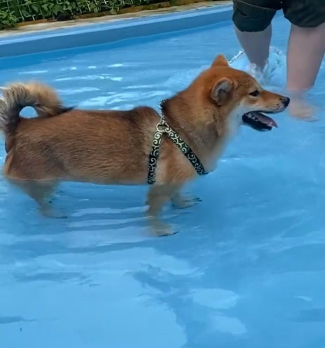 足が着いて安心するきなこちゃん