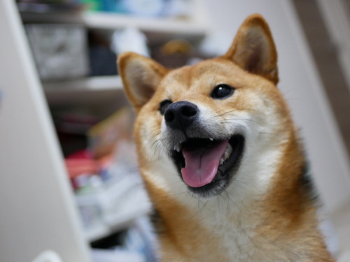 きなこちゃんいろいろ