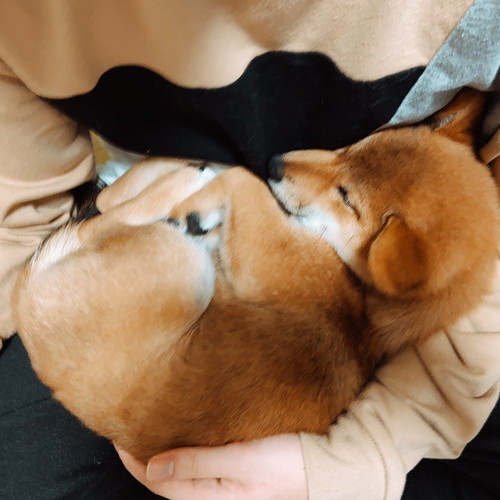 きなこちゃんいろいろ