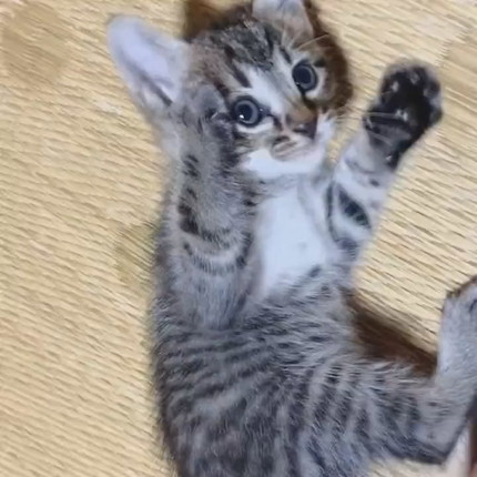 情が湧いて離せない子猫ちゃん