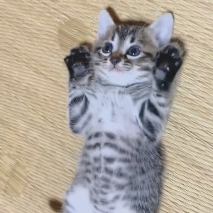 情が湧いて離せない子猫ちゃん