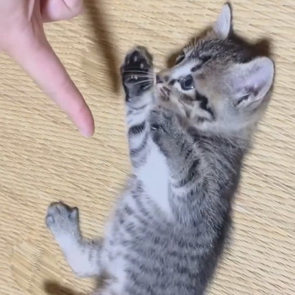 情が湧いて離せない子猫ちゃん