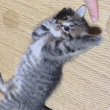 情が湧いて離せない子猫ちゃん