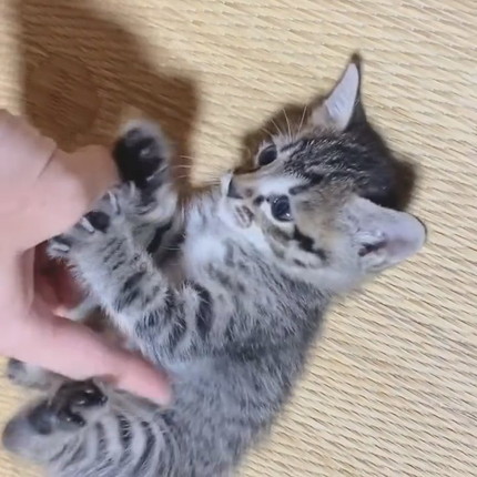 情が湧いて離せない子猫ちゃん