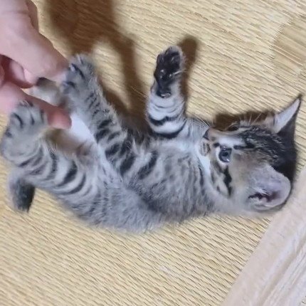 情が湧いて離せない子猫ちゃん