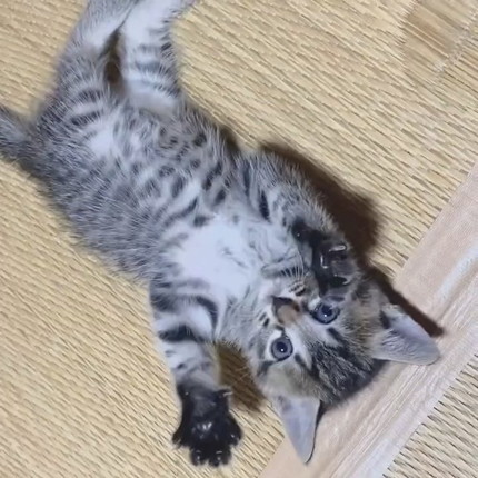 情が湧いて離せない子猫ちゃん