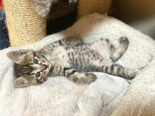 情がわいて離せない子猫ちゃん