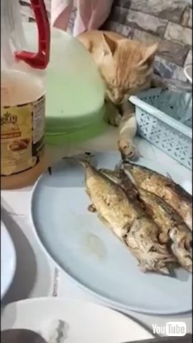 Feigns Sleep to Snag Snack