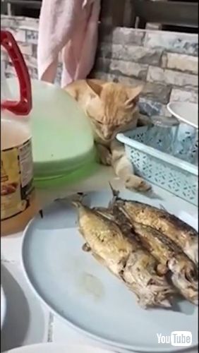 Feigns Sleep to Snag Snack