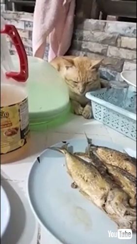 Feigns Sleep to Snag Snack