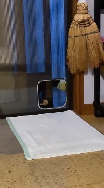 猫扉の使い方を間違っている猫ちゃん