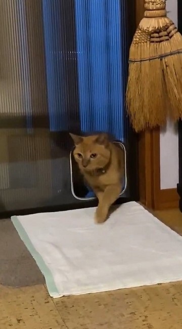 猫扉の使い方を間違っている猫ちゃん