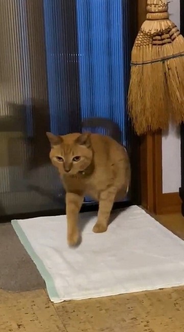 猫扉の使い方を間違っている猫ちゃん