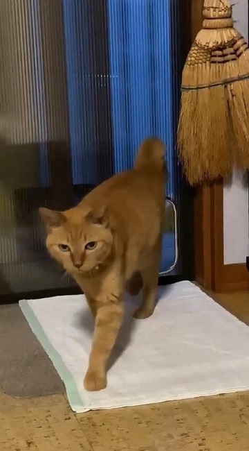 猫扉の使い方を間違っている猫ちゃん