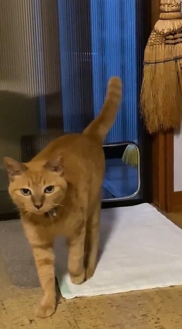 猫扉の使い方を間違っている猫ちゃん