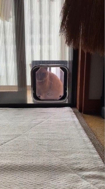 猫扉の使い方を間違っている猫ちゃん