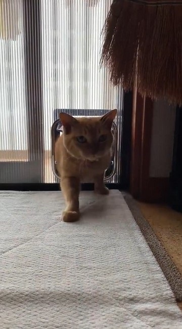 猫扉の使い方を間違っている猫ちゃん
