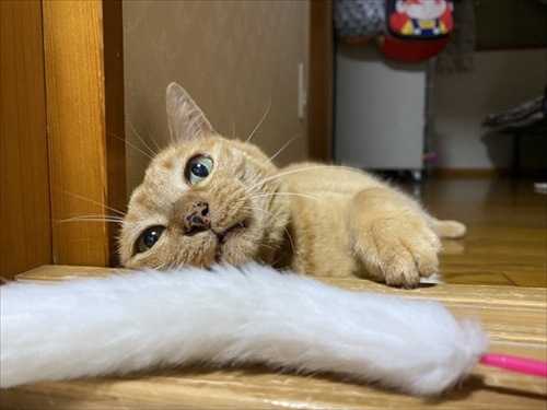 猫扉の使い方を間違っている猫ちゃん
