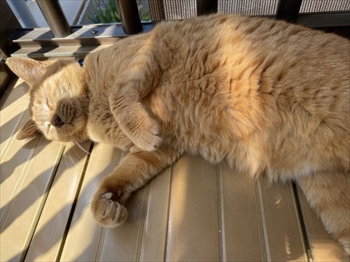 猫扉の使い方を間違っている猫ちゃん