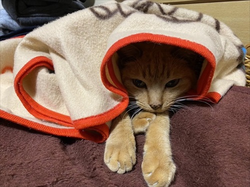 猫扉の使い方を間違っている猫ちゃん