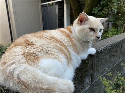 猫扉の使い方を間違っている猫ちゃん