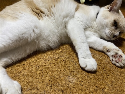 猫扉の使い方を間違っている猫ちゃん