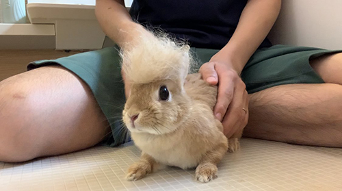 リーゼントウサちゃん