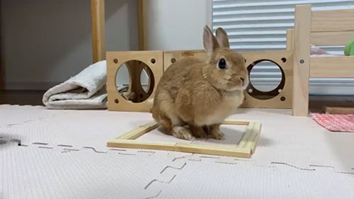 小さい転送装置とウサちゃん