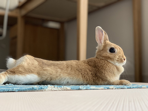 ながーいウサちゃん