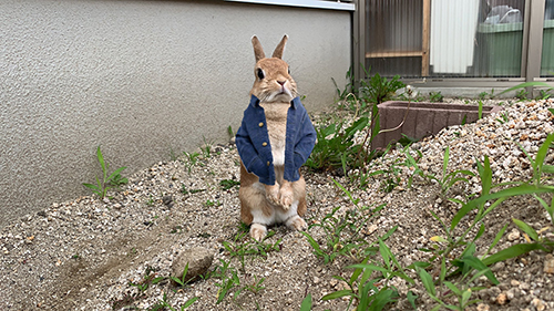 ピーターウサちゃん