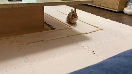 猫転送装置とうさぎ