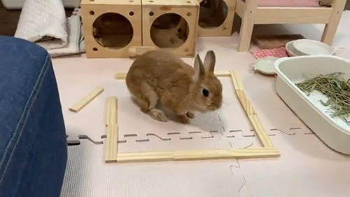 猫転送装置に入るウサちゃん