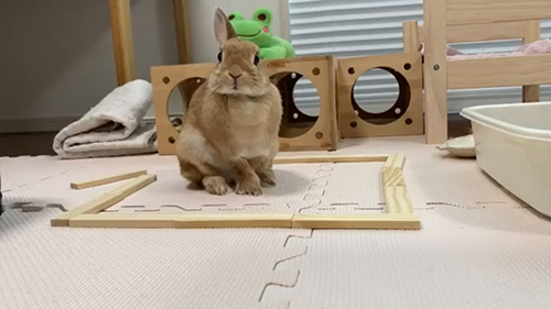 ドヤ顔ウサちゃん